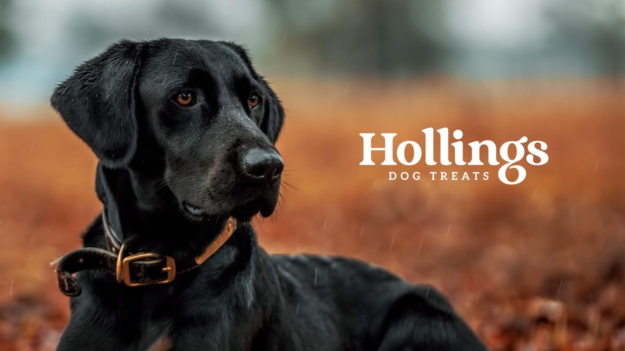 Hollings dog treats graphic design by Bluestone98 digital agency harrogate
